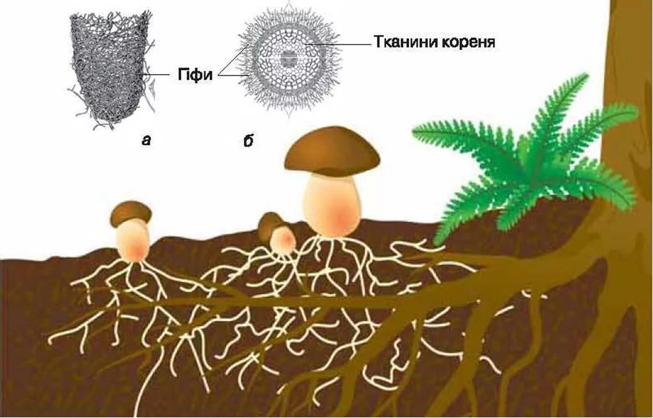 Корни грибов как называется