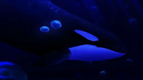 Night whale
