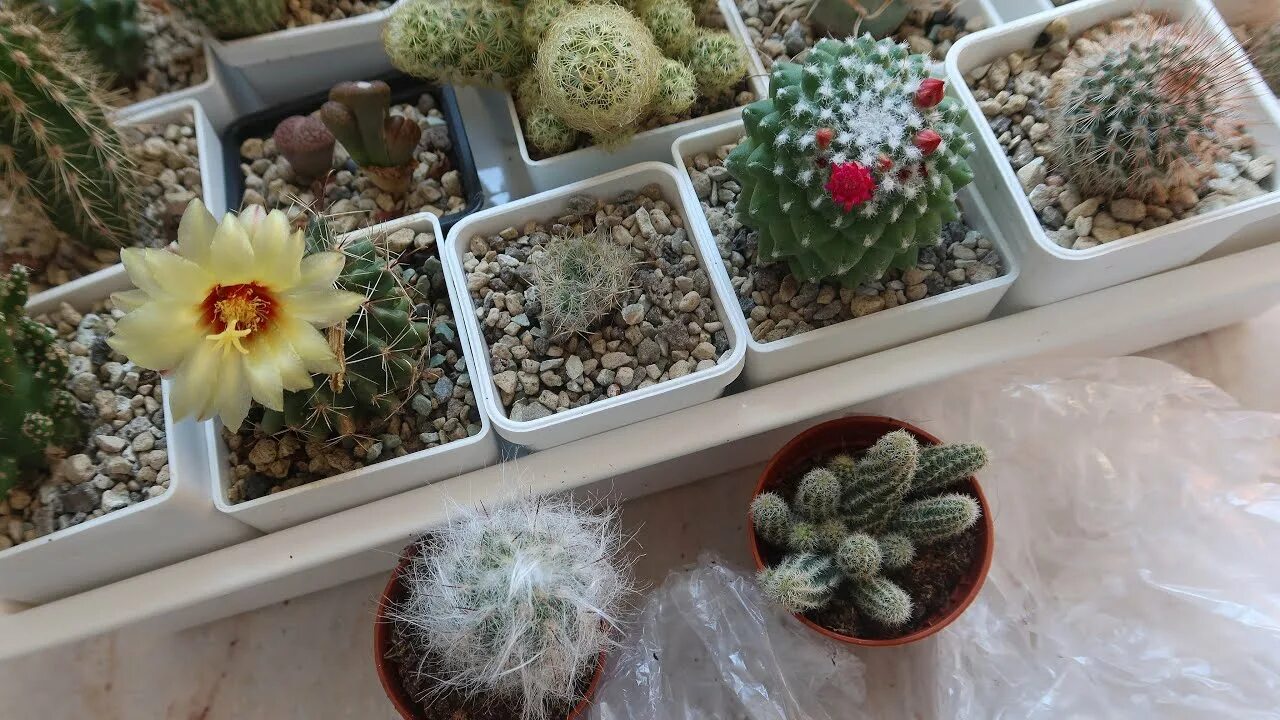 LIVE 2" Cactus & Succulent Collection Succulents Cacti  Cacti and s