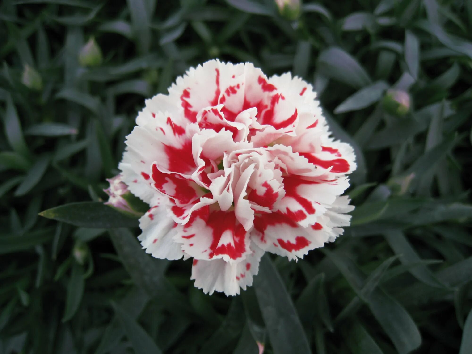 Dianthus super Trouper. Гвоздика Dianthus. Гвоздика super Trouper Sammy. Гвоздика super Trouper Romy. Гвоздика высокая