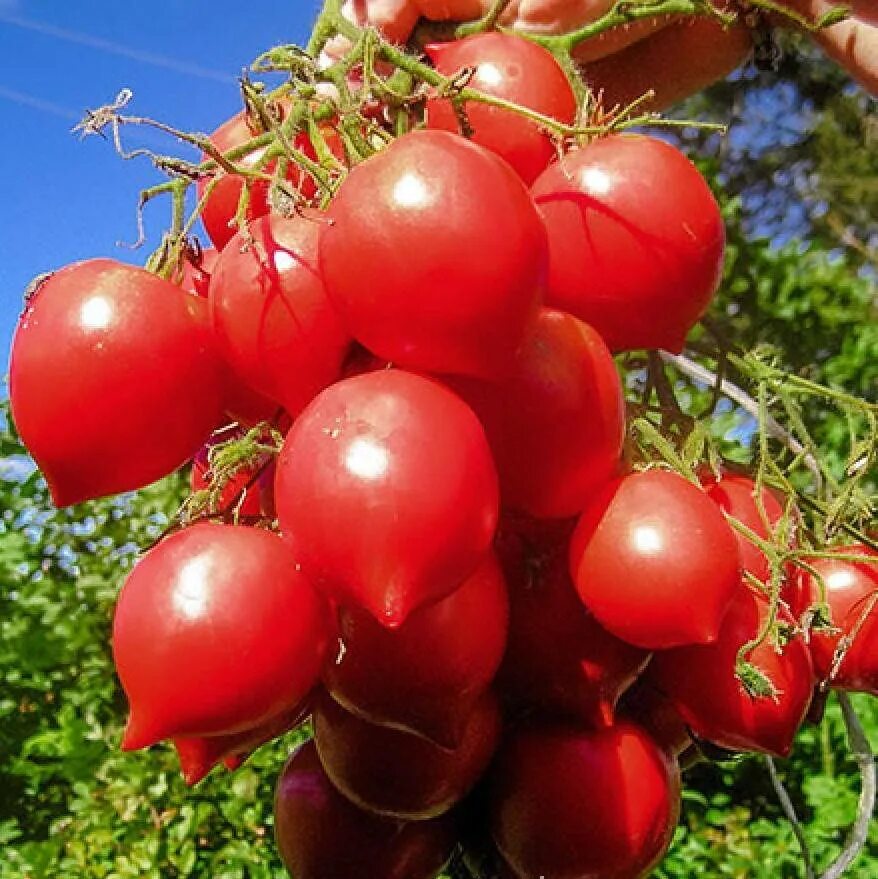 Sunchocola Cherry Tomato Cherry tomato plant, Tomato seeds, Vegetable seed