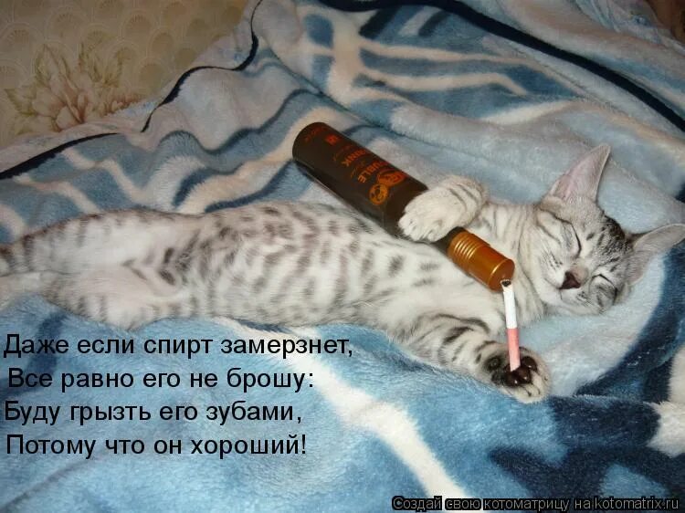 Кот жрет кактус. Землю грызи но не возвращайся к предателям. Кот жрет цветы. Рыжий кот с мышкой в зубах. Рыжий кот кушает.