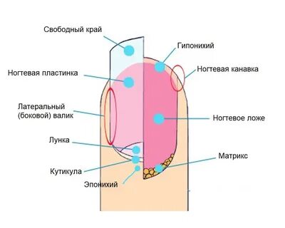Ногтевое ложе где