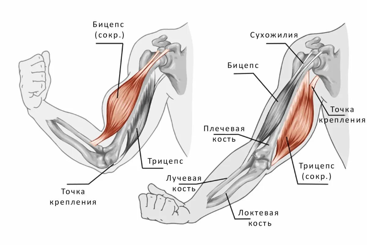 Название сухожилий человека. Сухожилие двуглавой мышцы плеча анатомия. Мышцы руки анатомия бицепс трицепс. Крепление мышц бицепса. Сухожилие длинной головки бицепса анатомия.