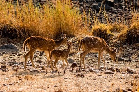 Животные wildlife