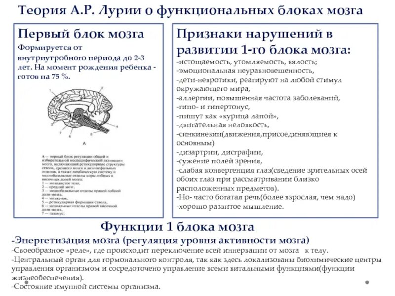 Нарушения блоков мозга. Лурия 3 блока мозга. 1 Функциональный блок мозга Лурия. Теория функциональных блоков мозга Лурия. Блоки мозга по Лурия 2 блок.