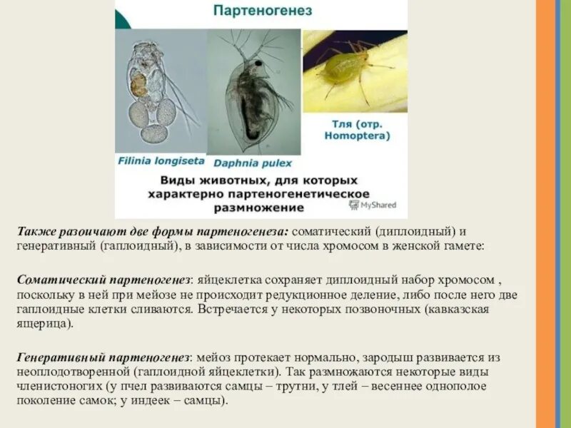 Какое развитие у тли. Тля размножение партеногенез. Партеногенез тли. Партеногенез размножение. Размножение пчел партеногенез.