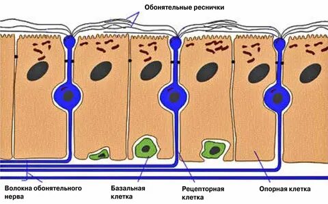 Покровы позвоночных животных представлены одним слоем эпителия