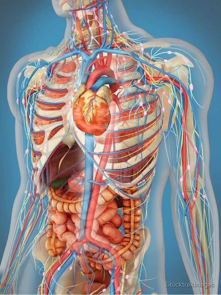 Human organs. Анатомия человека. Тело человека анатомия. Внутренние органы человека. Строение органов человека.