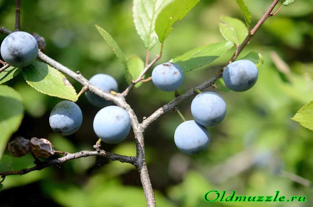 Терновник фото плодов. Терновник краткое содержание. Тернослива дерево. Растения чувашской республики занесенные в красную книгу. Тёрн ягода.