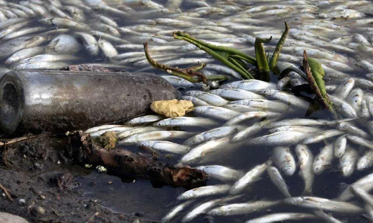 Замор рыбы Куйбыш. Рыбы в загрязненных водоемах. Рыба в грязной воде