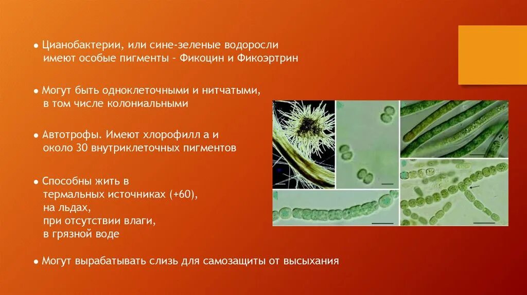 Водоросли огэ. Цианобактерии миксотрофы. Цианобактерии хлорофилл. Цианобактерии сине-зеленые водоросли. Пигменты сине зеленых водорослей.