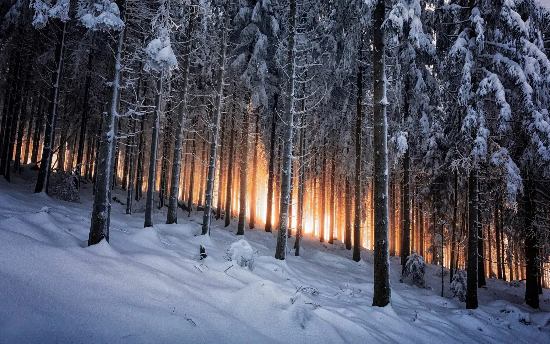 В лесу зимой можно. Зимний лес. Зимой в лесу. Снежный лес. Красивый зимний лес.
