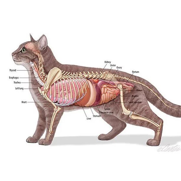 Внутреннее строение органов животных. Система органов кошки. Пищеварительная система кошки анатомия. Расположение органов у котов. Строение брюшной полости кота.