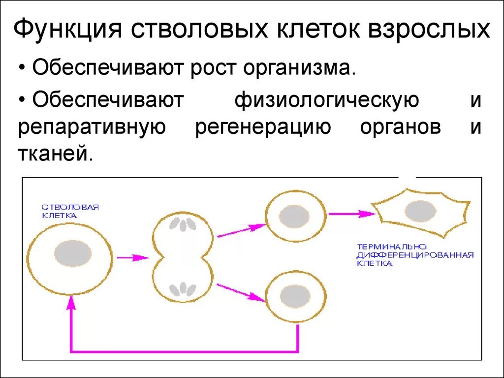 Функции стволовой клетки. Стволовые клетки функции в организме. Понятие о стволовых клетках. Стволовые клетки регенерация.