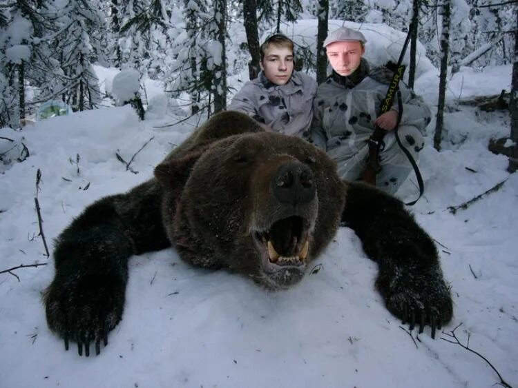 Опасны ли медведи. Медведь шатун. Бурый медведь шатун.