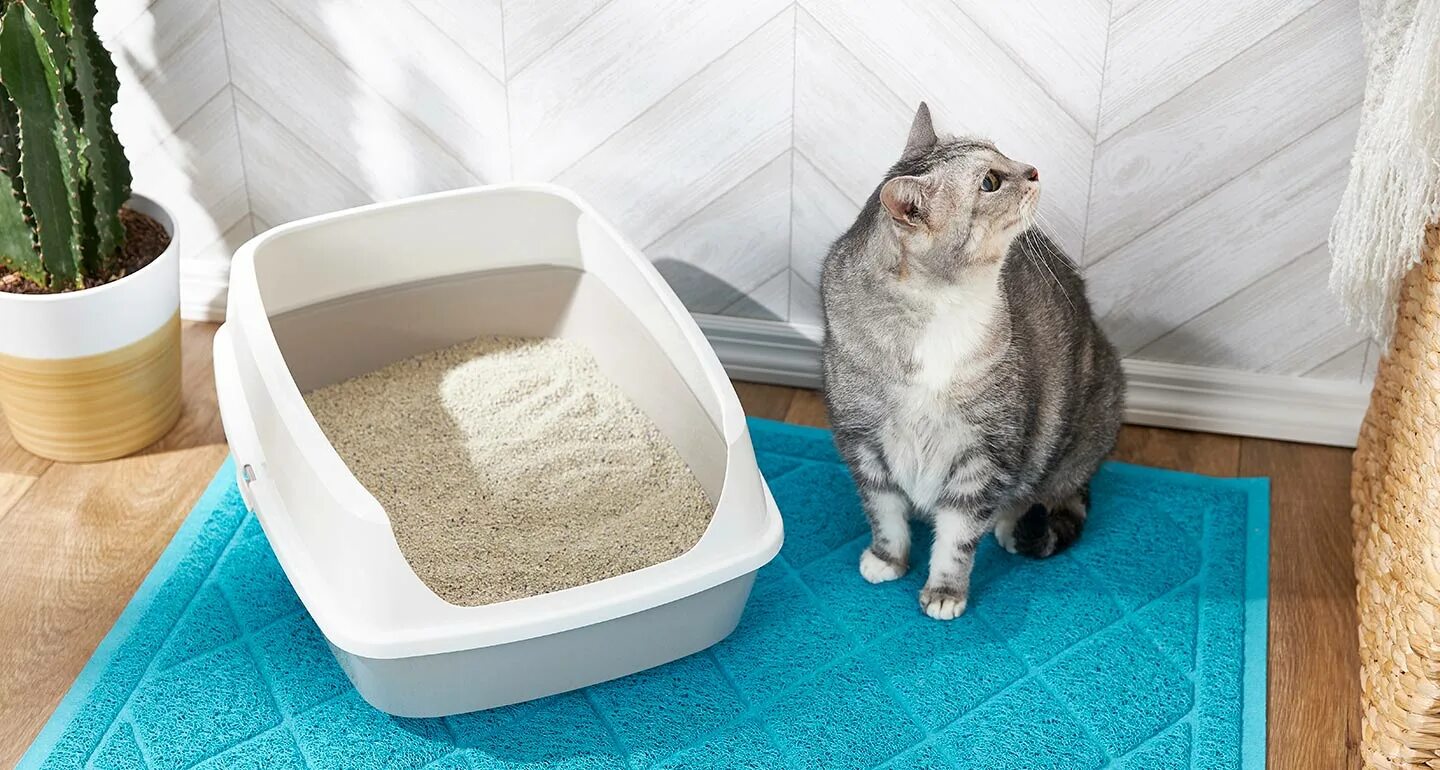 Как приучить котенка. Cat Litter наполнитель. Наполнитель для лотка для кошек. Кошка ходит в лоток. Приучение кота к лотку.