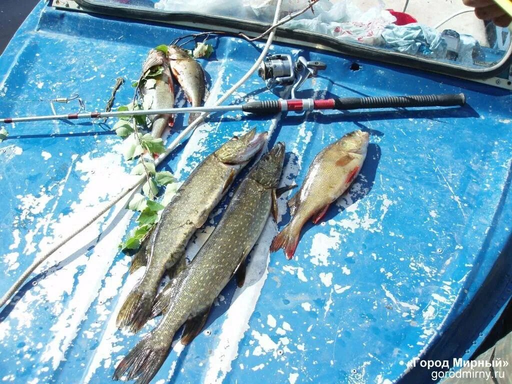 Новомичуринская ГРЭС рыбалка. Новомичуринское водохранилище рыбалка. Вилюйское водохранилище рыбалка. Первозвановское водохранилище. Можно ли рыбачить на водохранилище