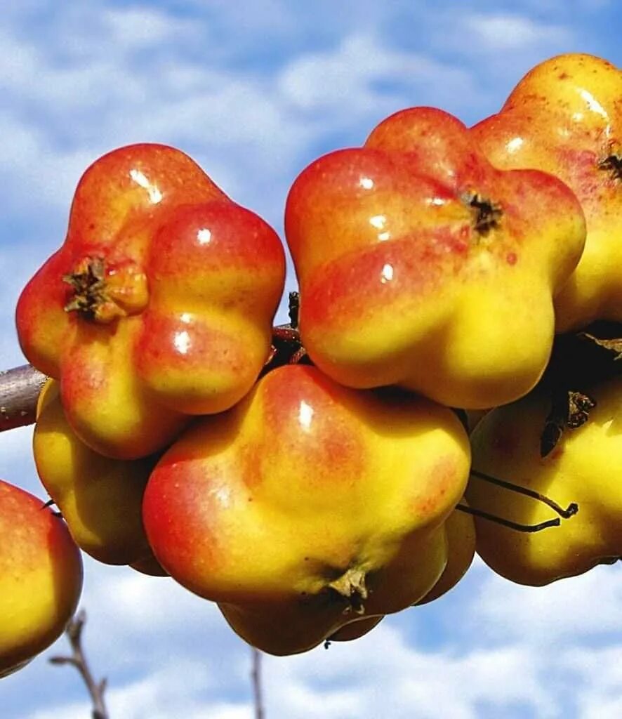 Цвета ли яблони. Необычные яблоки. Необычные сорта яблок. Медовые яблоки сорт. Яблоки необычной формы.