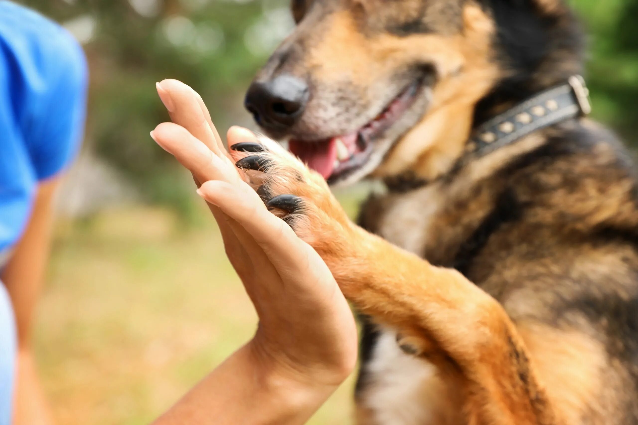 Volunteering at an animal shelter. Волонтеры и животные. Волонтерство животные. Ответственное отношение к животным фото. Фото волонтеров с животными.