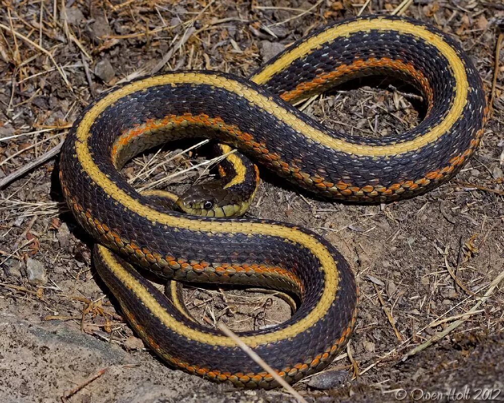 Змеи с полосками на спине. Красноголовый Крайт. Thamnophis elegans. Желтоголовый Крайт. Сарматский полоз.