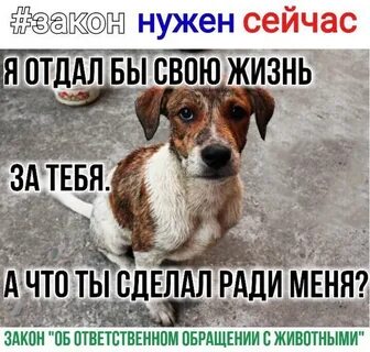 Законопроект о животных
