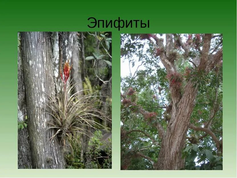 Влияние растений друг на друга. Эпифиты среда обитания. Растения Эпифиты примеры. Эпифиты на лиственных породах деревьев. Отношения между деревом и эпифитом