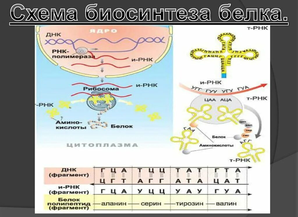 Этапы биосинтеза клетки. Схема транскрипции синтеза белка. Схема энергетического обмена и биосинтеза белка. Таблица белков Биосинтез белка.