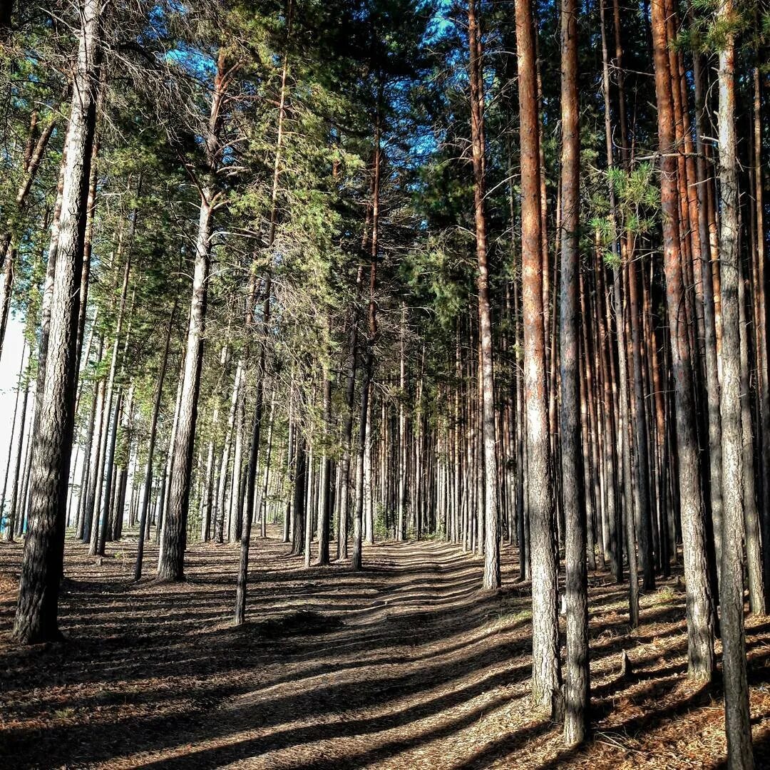 Караканский Бор Новосибирск. Караканский лес Новосибирская область. Природа НСО Караканский Бор. Нижнекаменка Караканский Бор. Почему бор назвали бор