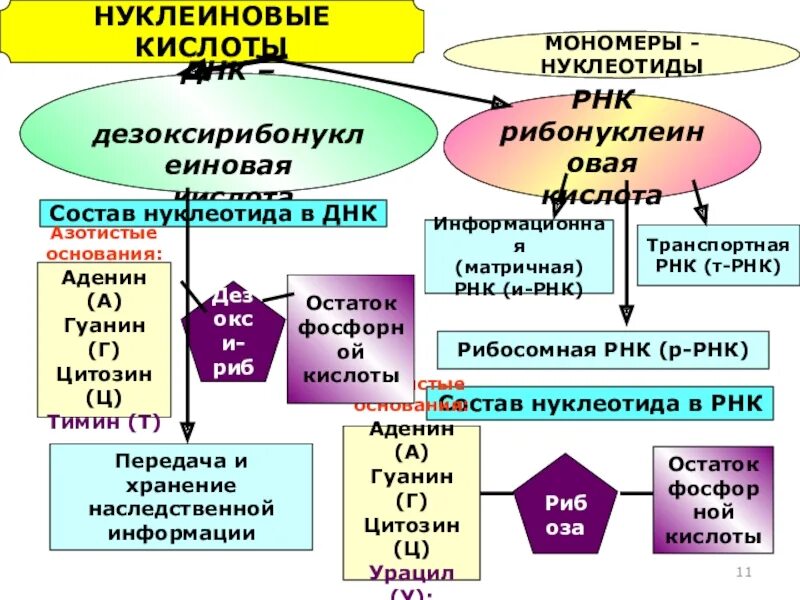 Строение нуклеиновых кислот биология 10 класс. Нуклеиновые кислоты ДНК И РНК конспект 10 класс. Виды нуклеотидов ДНК И РНК. Состав нуклеиновых кислот.