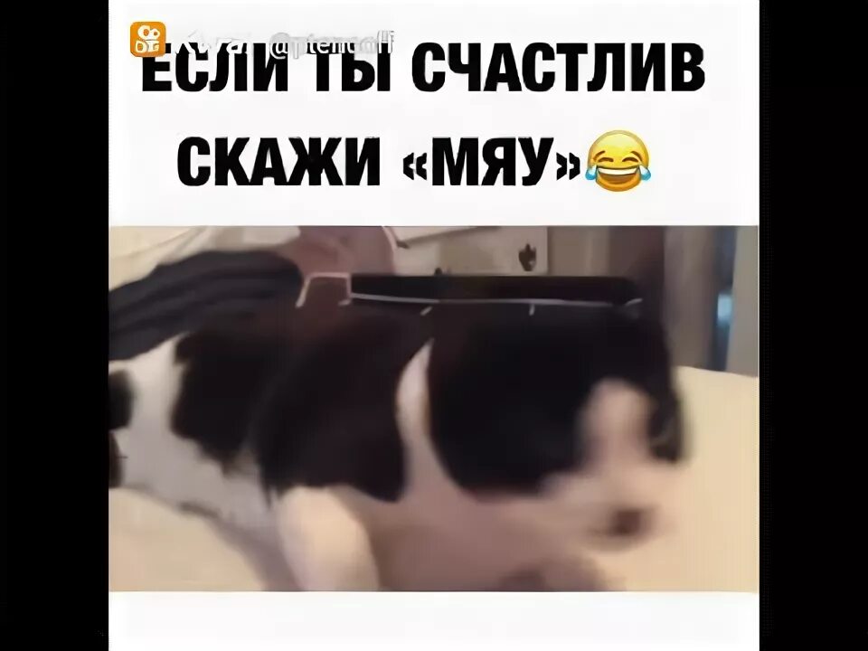 Скажи мне кто ты обложка. Гспд обложки альбомов. Скажи мяу. А это котик он говорит мяу. Мяу текст.