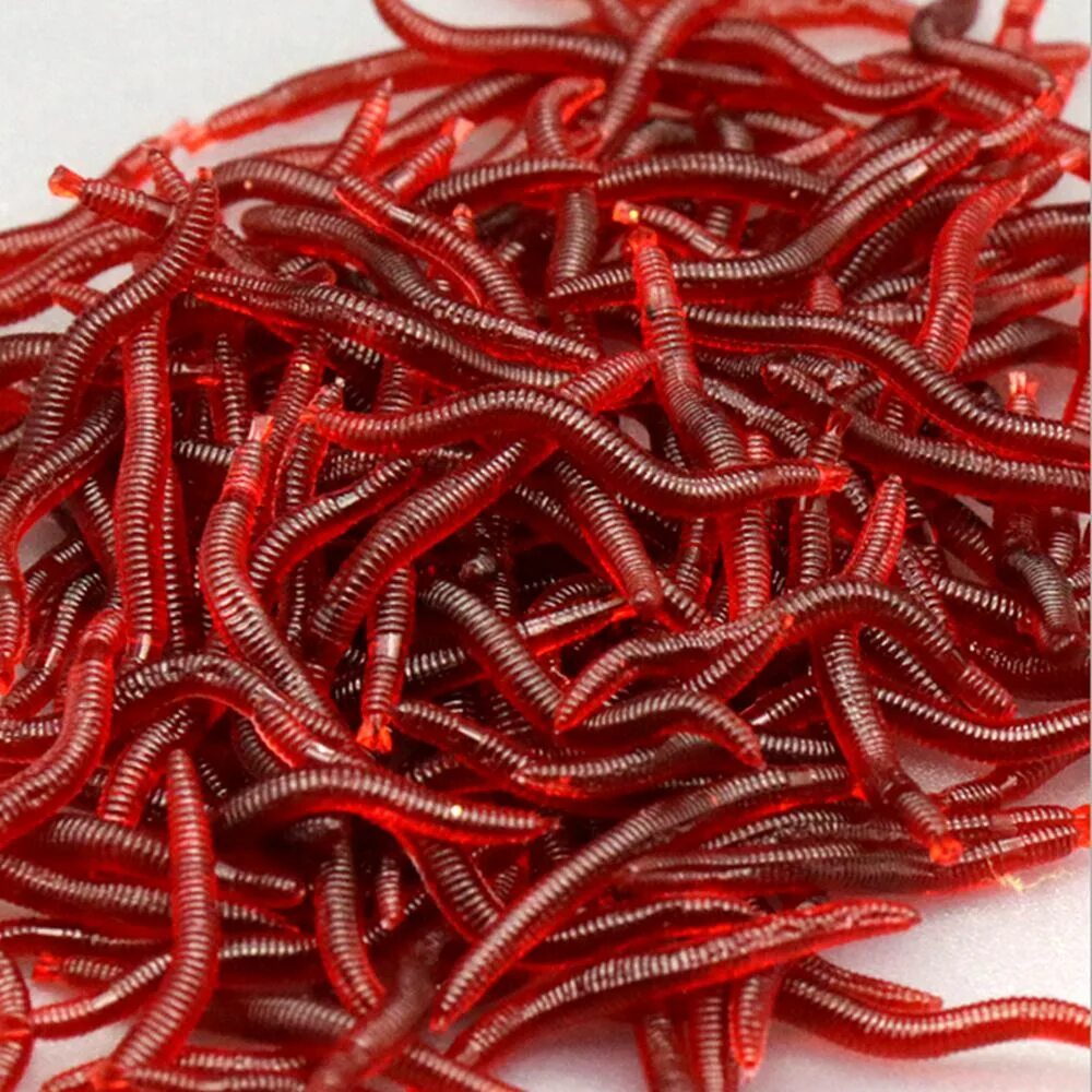 Маленькие красные черви. Маленькие красные червяки для рыбалки. Larva красный червяк. Силиконовые черви для рыбалки. Маленькие красные черви.