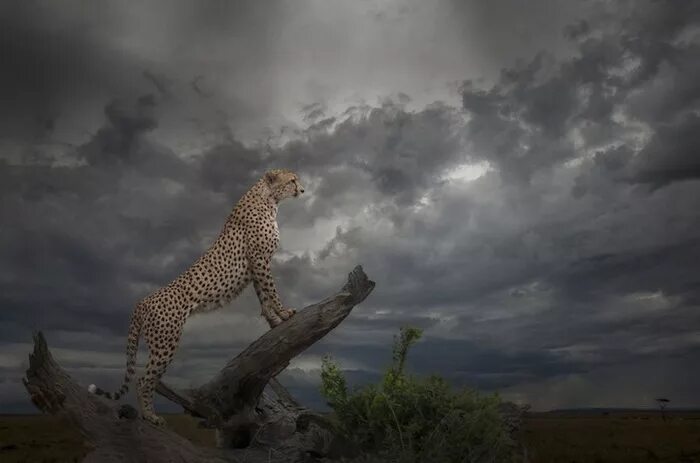 Sep 17-23: Entries of the week - 2019 Sony World Photography Awards World Photog