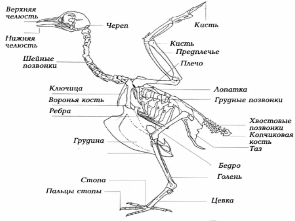 Скелет птицы. Строение скелета курицы схема. Биология 7 класс внутреннее строение птиц скелет. Название костей скелета птицы. Скелет птицы схема биология 7 класс.