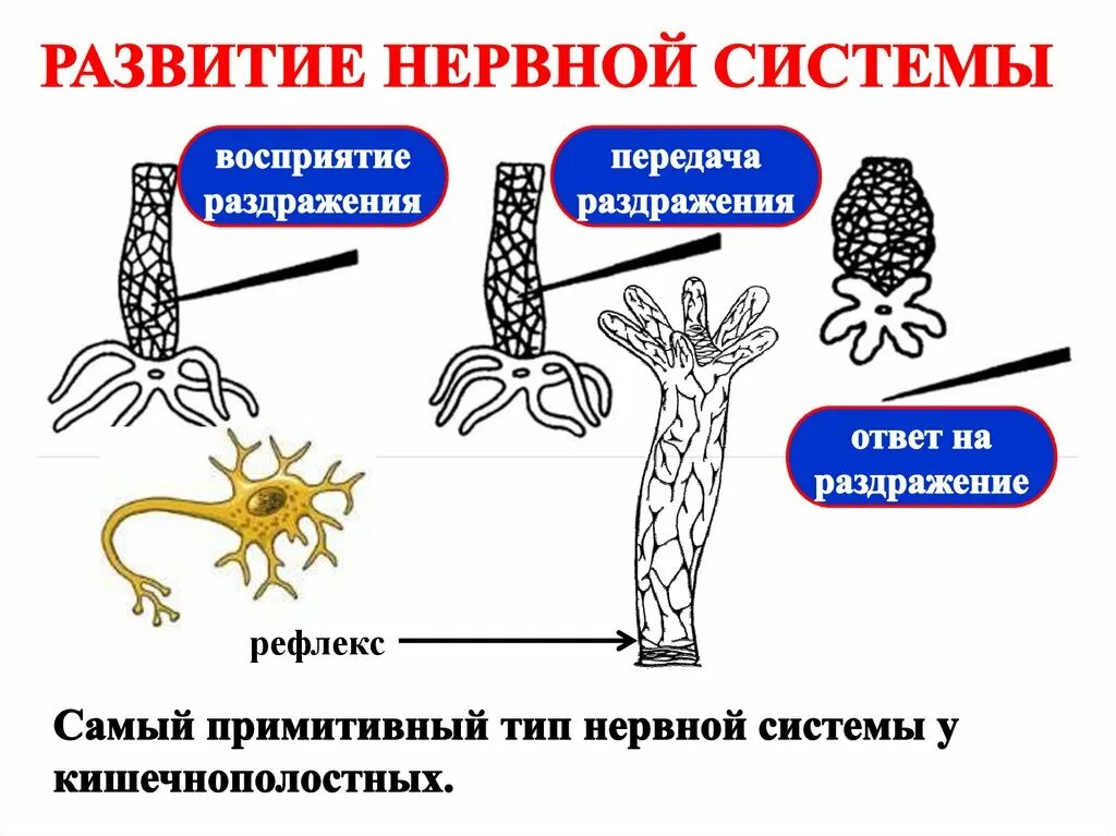 Координация и регуляция. Типы нервной системы. Координация и регуляция 6 класс. Координация и регуляция у животных.