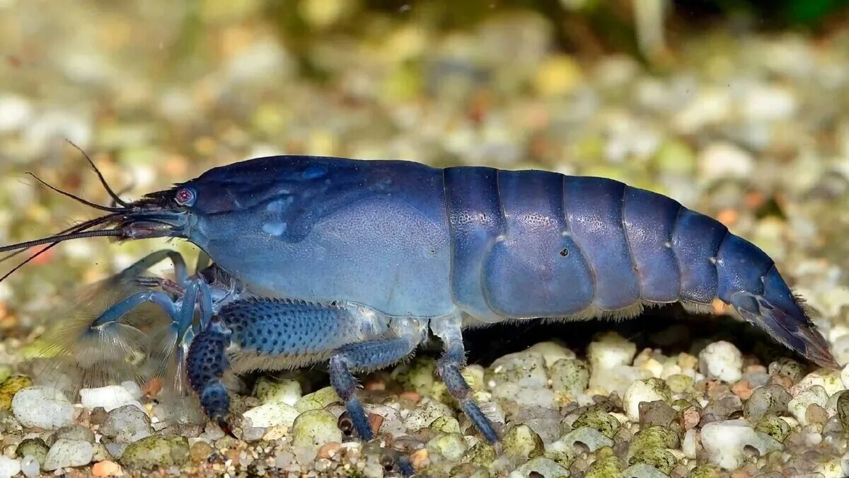 Креветка камерунский фильтратор. Креветка камерунский фильтратор. Габонский фильтратор. Габонский фильтратор. Креветка габонский фильтратор.