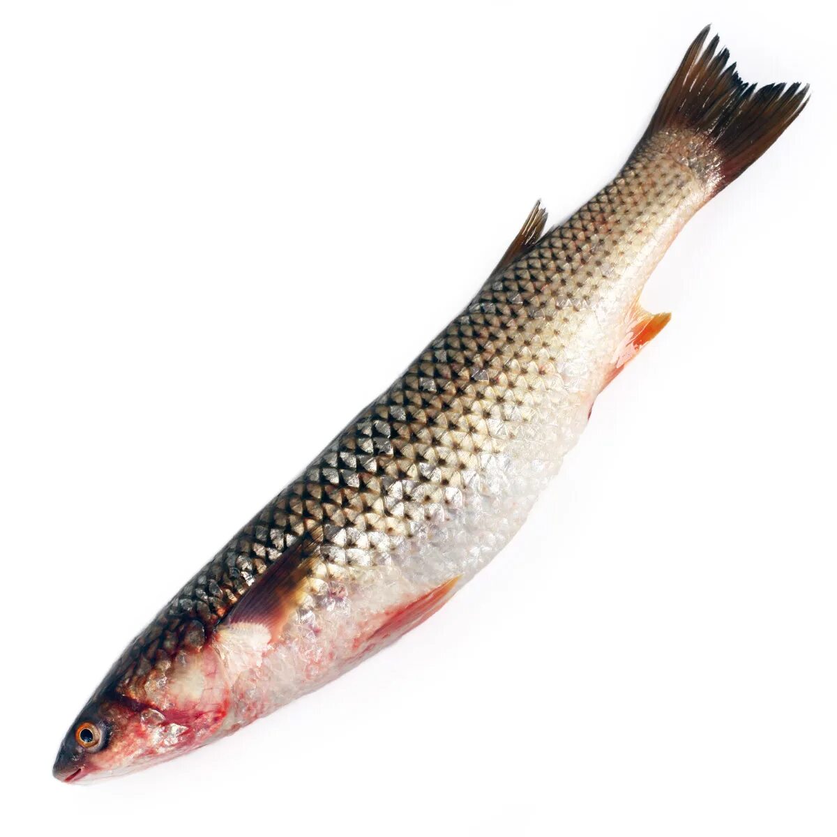 Кефаль каспийская. Рыба лобань в чёрном море. Кефаль черноморская. Кефаль филе. Амурская кефаль.