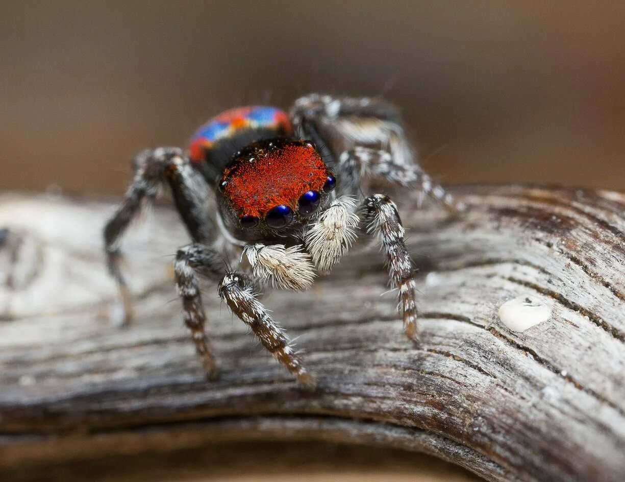 Фотографии пауков. Maratus Bubo. Phidippus Audax (паук-скакун). Уличные пауки. Паук породы Павлин.