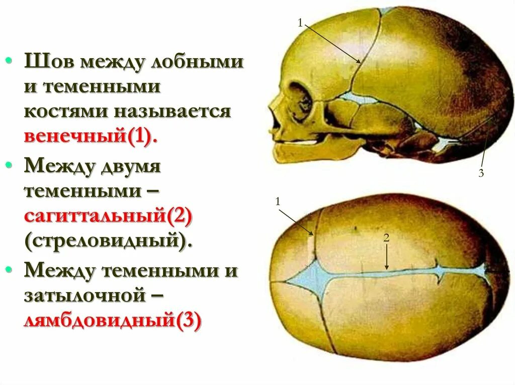 Соединения черепа