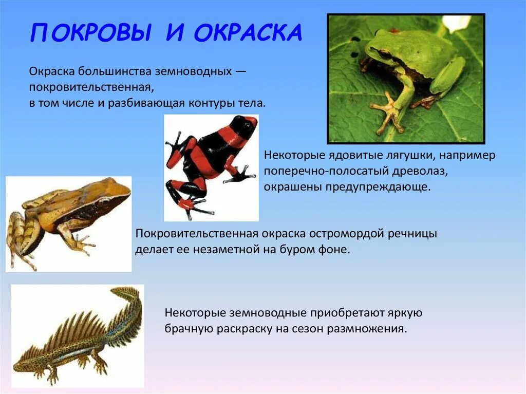 Класс земноводные покровы. Земноводные покровы. Окраска тела земноводных. Земноводные покровы тела. Покров класса земноводные.