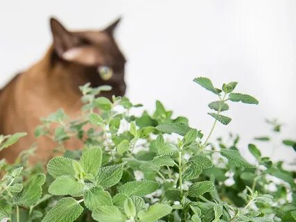 Зачем котам мята
