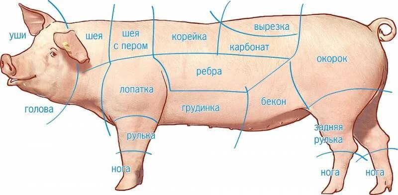 Где находится корейка у свинины фото