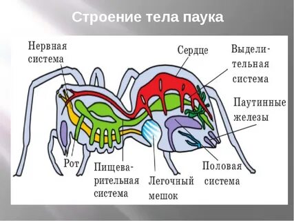 Паукообразные внутреннее