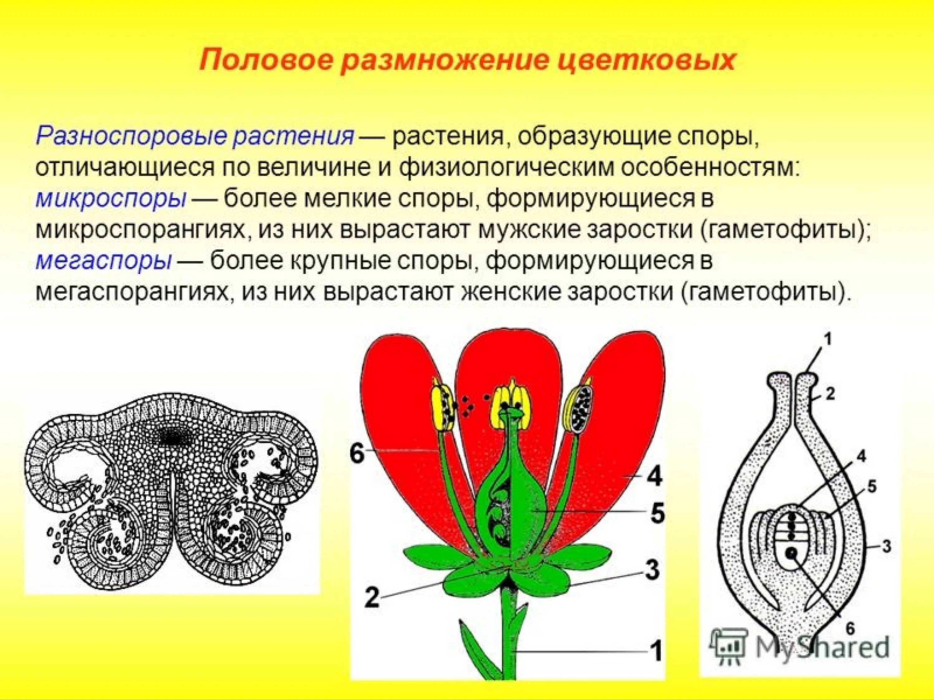 Способы генеративного размножения. Половое размножение цветковых. размножение цветковых растений. строение органов размножения цветковых. микроспора цветковых растений.