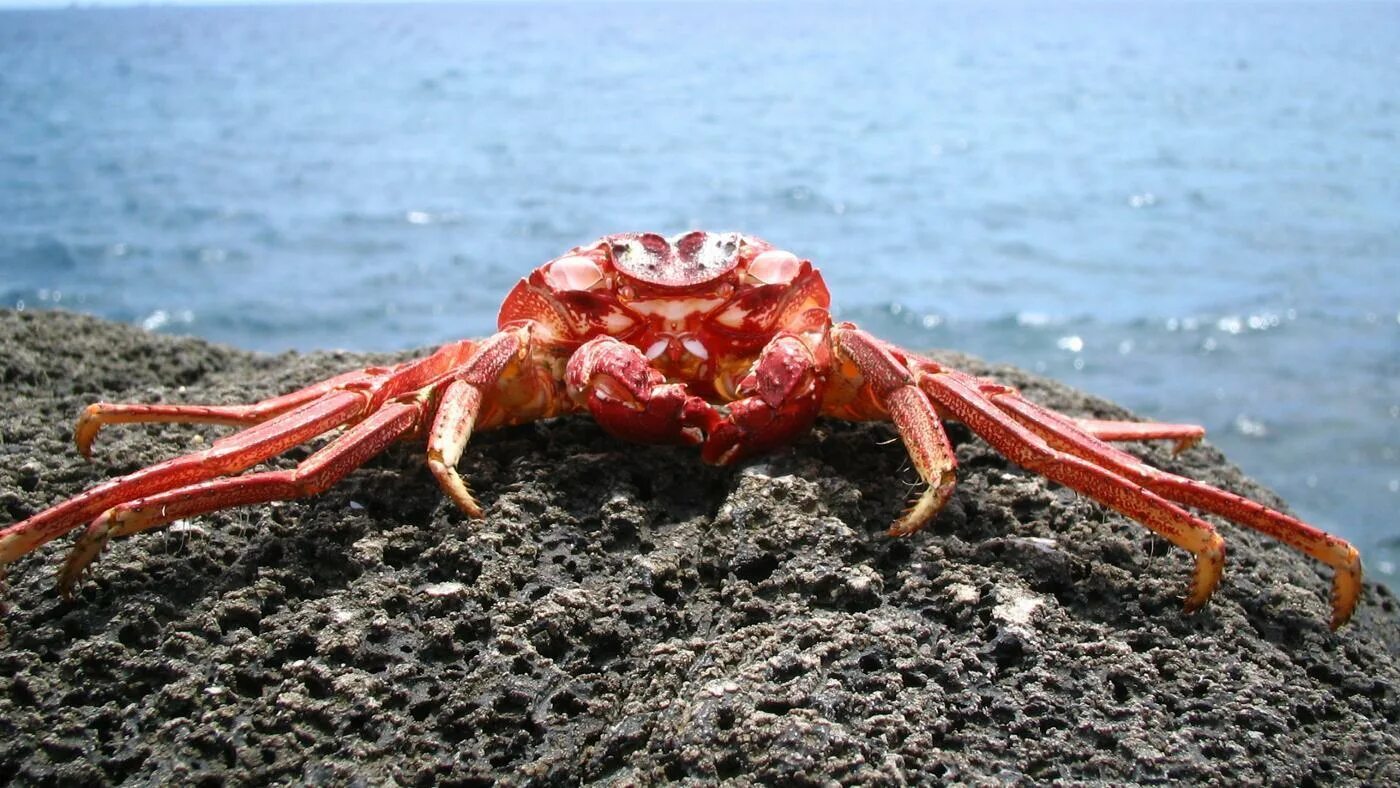 амурский краб. где живут крабы. краб салли галапагосский. камчатский краб ареал. ракообразные камчатский краб.