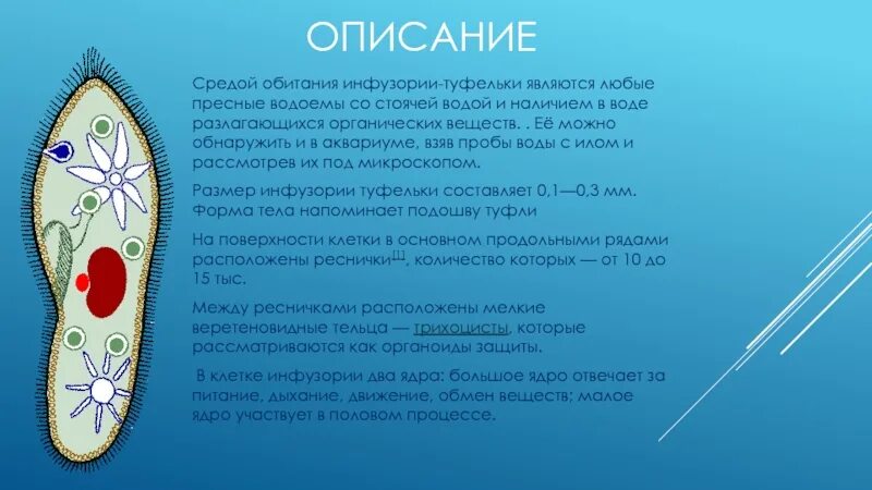 Биология 7кл инфузория туфелька. Инфузория туфелька 7 класс биология. Дыхание инфузория туфелька 7 класс. Инфузория туфелька форма тела.