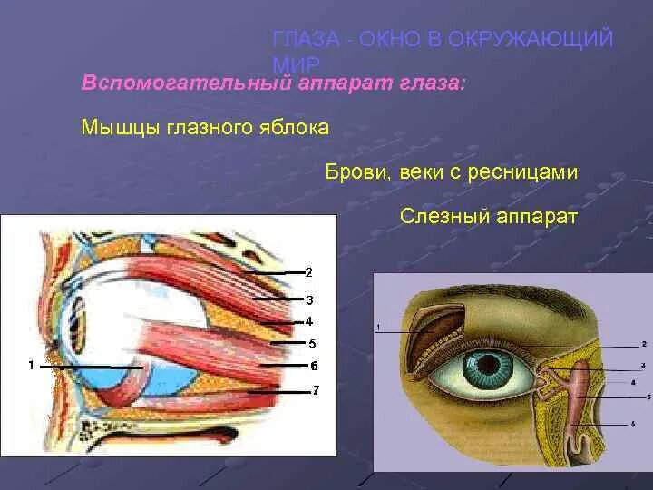 Вспомогательный аппарат зрительного анализатора. Глазное яблоко и вспомогательный аппарат глаза. Орган зрения и вспомогательный аппарат глаза анатомия. Вспомогательный аппарат глазного яблока мышцы веки слезный аппарат. Вспомогательные строение глаза