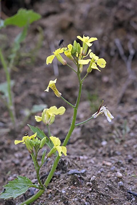 Редька Дикая (Raphanus raphanistrum). Raphanus raphanistrum – редька Полевая. Редька Дикая Плантариум. Серибериешка растение. Таксон редьки дикой