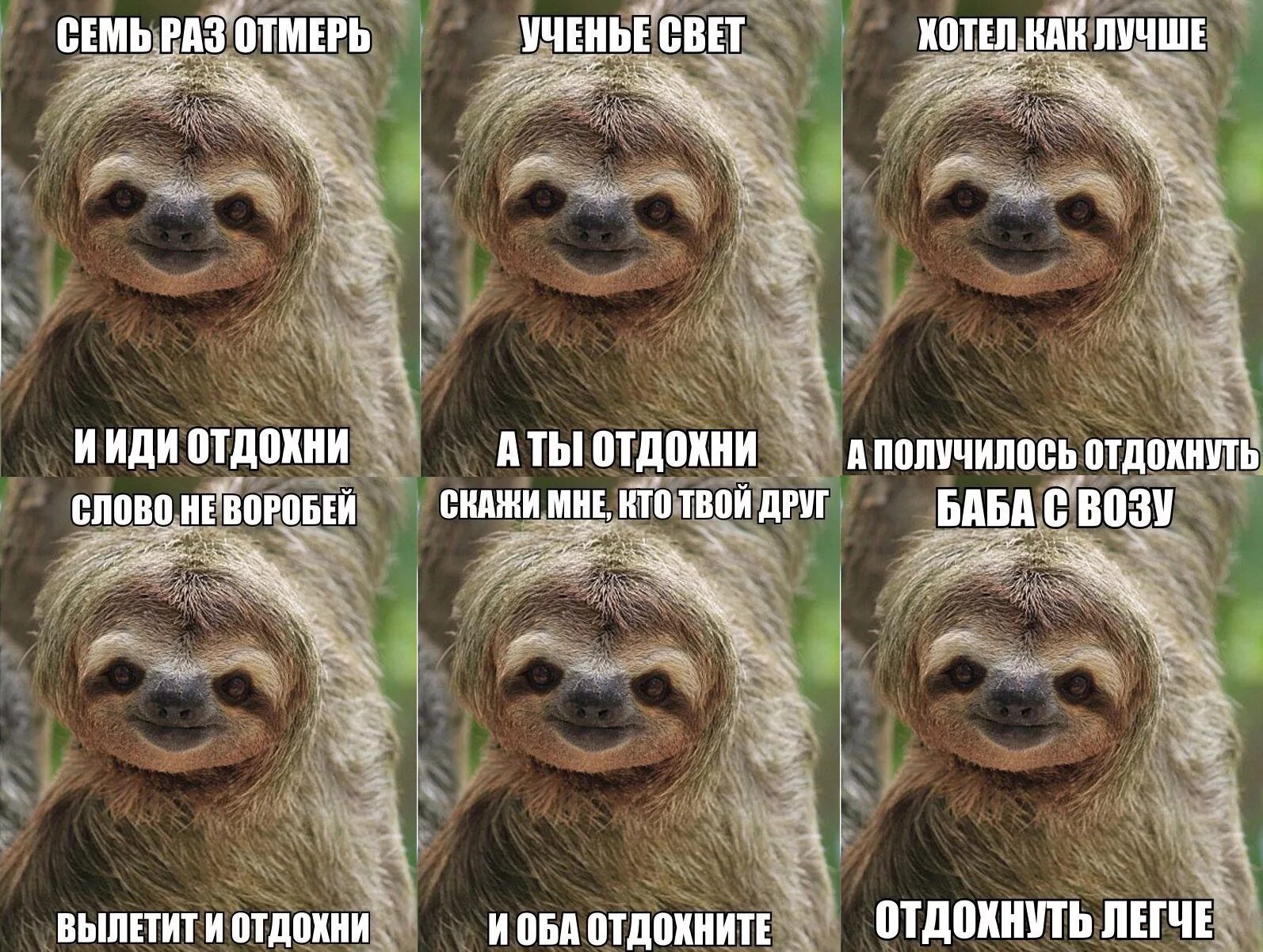 Никуда не возьму. Ленивец мемы. Ленивец прикол. Ленивец Отдохни. Семь раз отмерь и Отдохни Ленивец.