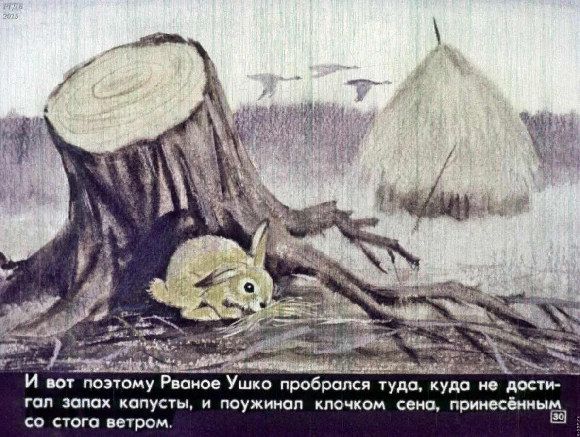 Заяц рваное ухо. Сетон-Томпсон рваное ушко иллюстрации. Рваное ушко. Рваное ушко иллюстрации.